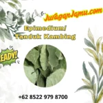 grosir epimedium tanduk kambing