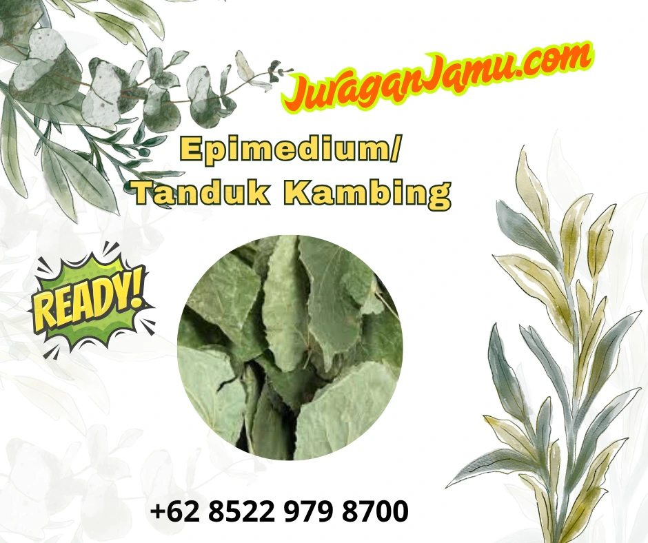 grosir epimedium tanduk kambing