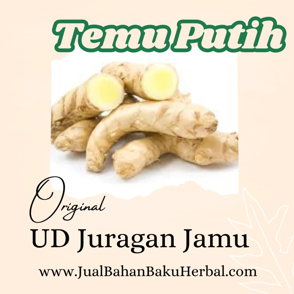 jual temu putih harga grosir